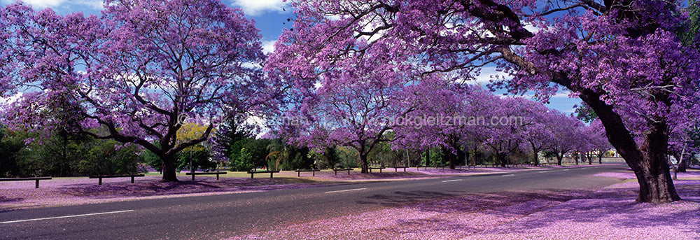 011210-518 <i>Jacarandas, NSW</i>