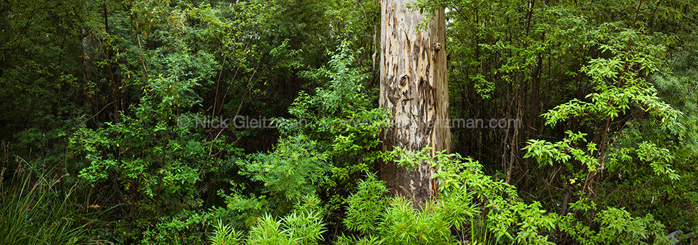 070114-1995-2002 <i>Karri, WA</i>