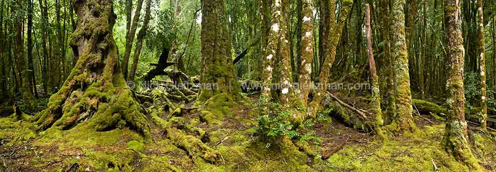 071222-7882-86 <i>Myrtle Beech, TAS</i>