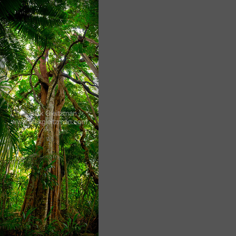 111026-5280-82 <i>Strangler Fig, QLD</i>