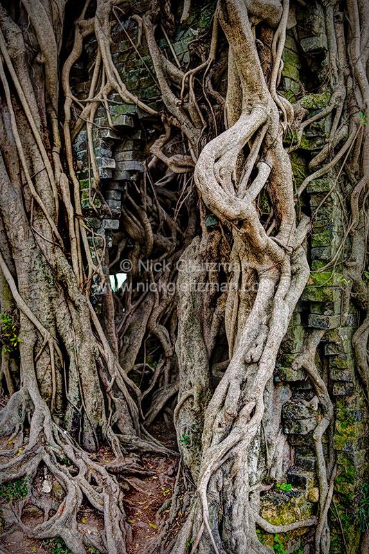 120206-6032 <i>Kam Tin</i>