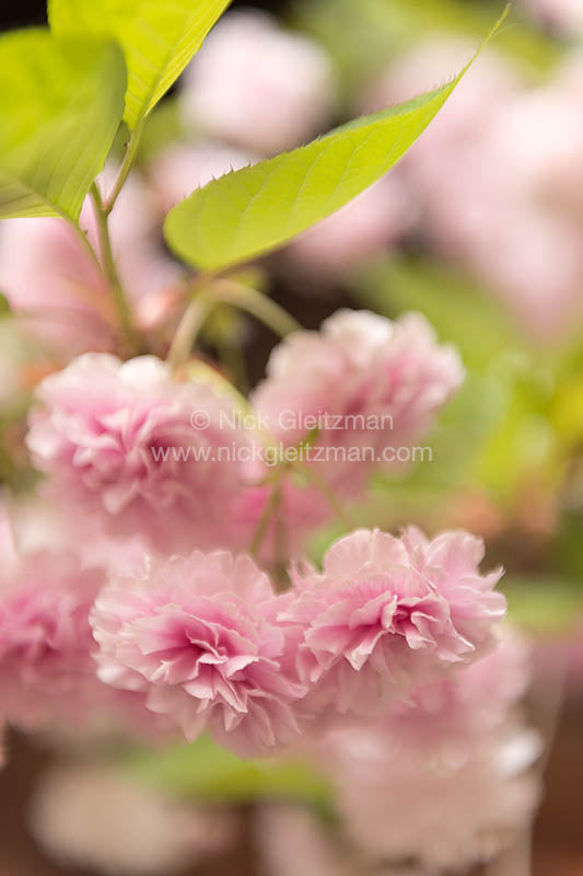 130325-7925 <i>Dayan Old Town</i>