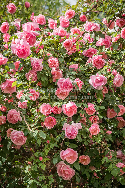 130402-9655 <i>Dayan Old Town</i>