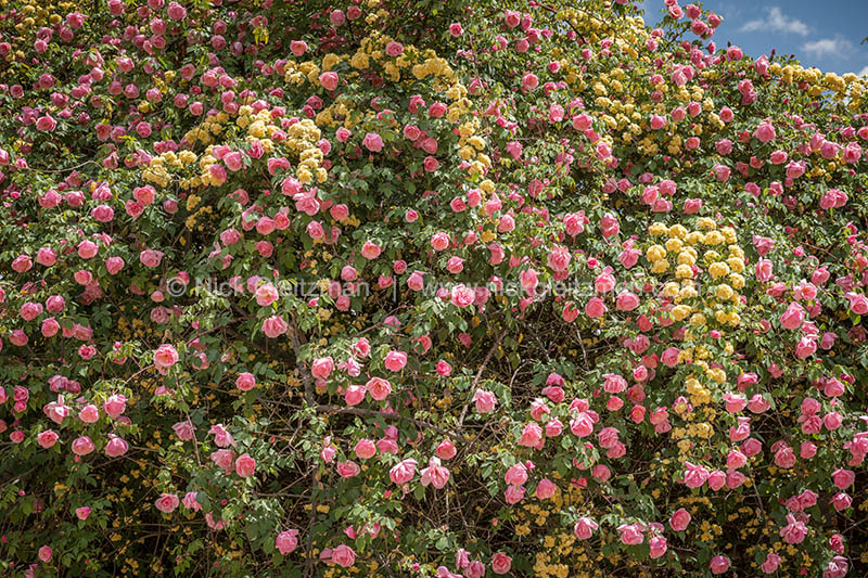 130404-9839 <i>Dayan Old Town</i>