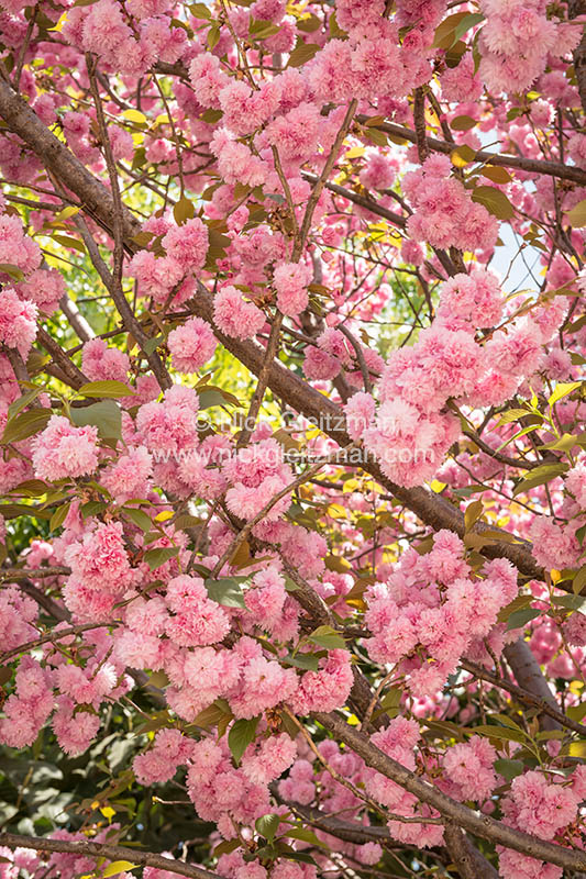 130405-9945 <i>Dayan Old Town</i>