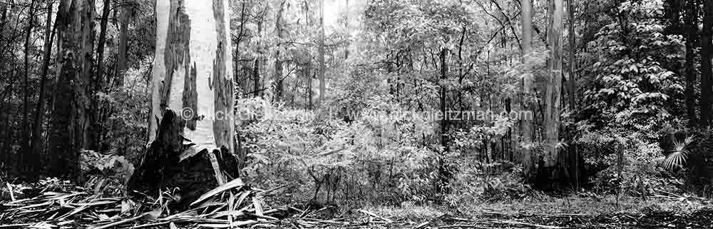 990127-917 <i>Bluegum, QLD</i>